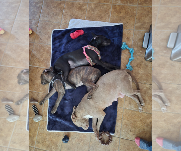 Medium Photo #14 American Pit Bull Terrier-Unknown Mix Puppy For Sale in Holly Springs, NC, USA