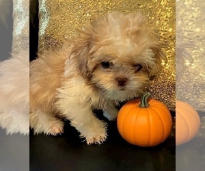 Shih Tzu Puppy for sale in WESTPORT, MA, USA