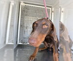 Small Doberman Pinscher