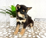 Small #3 Shiba Inu