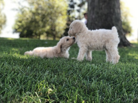 Medium Photo #2 Poodle (Standard) Puppy For Sale in AUGSBURG, IL, USA