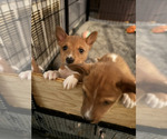 Small #1 Basenji