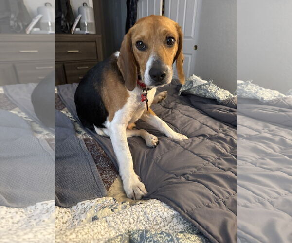 Medium Photo #3 Beagle Puppy For Sale in Tampa, FL, USA