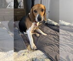 Small #2 Beagle
