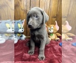 Small #3 Labrador Retriever
