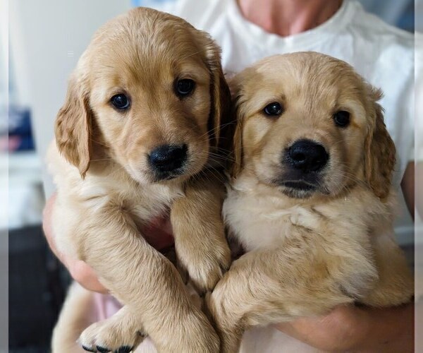 Medium Photo #2 Golden Retriever Puppy For Sale in SAN MARCOS, CA, USA