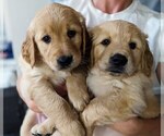 Small Photo #2 Golden Retriever Puppy For Sale in SAN MARCOS, CA, USA