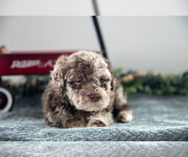 Medium Photo #2 Poodle (Miniature)-Portuguese Water Dog Mix Puppy For Sale in FREDERICKSBURG, OH, USA