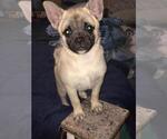 Small Photo #11 Pom-A-Pug Puppy For Sale in SEBASTIAN, FL, USA