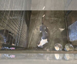 American Bulldog-Unknown Mix Dogs for adoption in Jackson, MS, USA