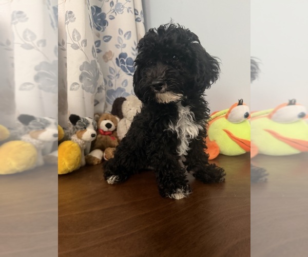 Medium Photo #31 Bichpoo Puppy For Sale in DURHAM, CT, USA