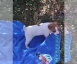 Small Photo #5 Jack Russell Terrier Puppy For Sale in FORT COLLINS, CO, USA