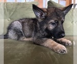 Small #4 German Shepherd Dog