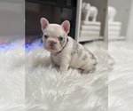 Puppy Rylo French Bulldog