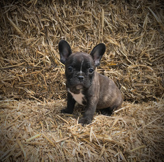 French Bulldog Puppy for sale in GARRISON, MO, USA