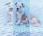 Puppy Merle Female Olde English Bulldogge