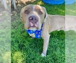 Small American Pit Bull Terrier Mix