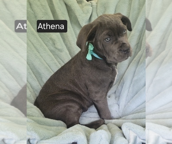 Medium Photo #1 Cane Corso Puppy For Sale in MINERAL WELLS, WV, USA
