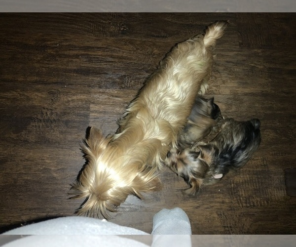 Medium Photo #1 Yorkshire Terrier Puppy For Sale in FOREST HILL, TX, USA