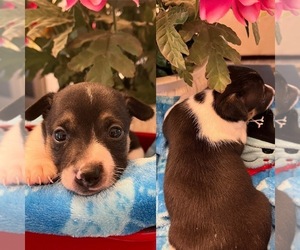 Rat Terrier Puppy for sale in WHITAKERS, NC, USA