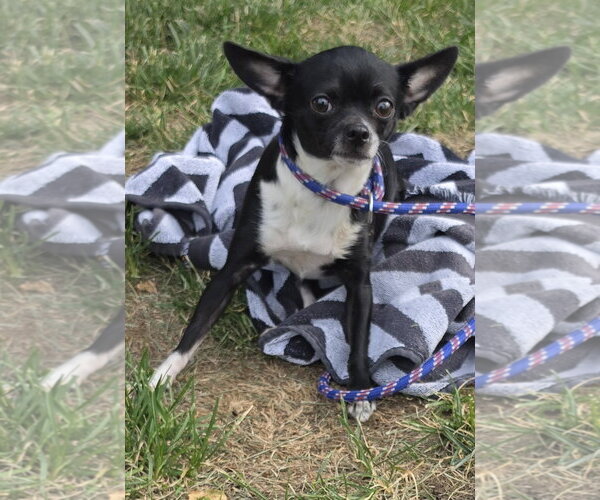 Medium Photo #1 Chihuahua Puppy For Sale in Lexington Park, MD, USA