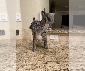 French Bulldog Puppy for sale in HOUSTON, TX, USA