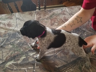 German Shorthaired Pointer Puppy for sale in WILLIAMSPORT, PA, USA