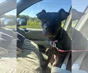 American Pit Bull Terrier-Unknown Mix Dogs for adoption in Germantown, OH, USA
