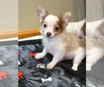 Small Photo #3 Chiranian Puppy For Sale in Grafton, WI, USA