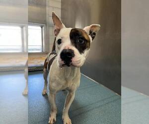 American Pit Bull Terrier Dogs for adoption in Pearland, TX, USA