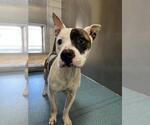 Small American Pit Bull Terrier