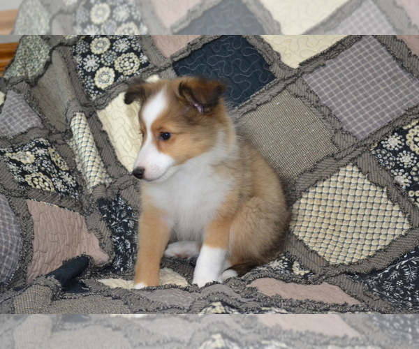 Medium Photo #19 Shetland Sheepdog Puppy For Sale in GREENWOOD, WI, USA