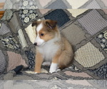 Small #1 Shetland Sheepdog