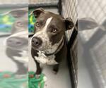 Small #1 American Pit Bull Terrier