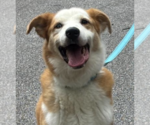 Small Australian Shepherd Mix