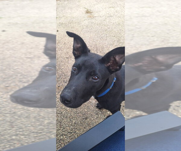 Medium Photo #4 Shepradors Puppy For Sale in Aurora, IN, USA