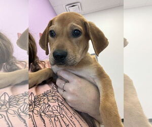 Labrador Retriever Dogs for adoption in Holly Springs, NC, USA