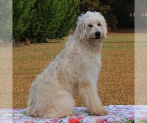 English Cream Golden Retriever-Poodle (Standard) Mix Puppy for sale in SALUDA, SC, USA