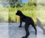 Small #1 Cane Corso