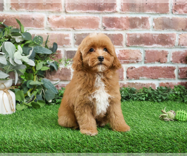 Medium Photo #16 Cavapoo (Miniature) Puppy For Sale in SYRACUSE, IN, USA