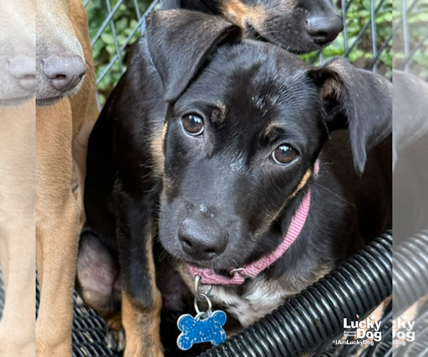 Medium Photo #7 Dachshund-Unknown Mix Puppy For Sale in Washington, DC, USA