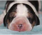 Puppy Henry Beagle