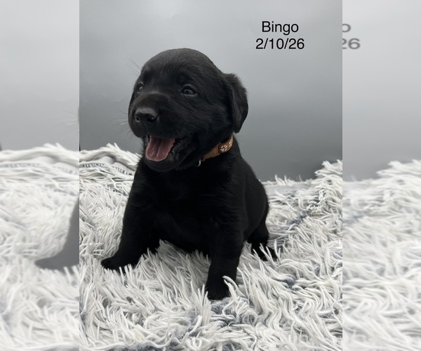 Medium Photo #13 Labrador Retriever Puppy For Sale in FREDERICKSBG, OH, USA
