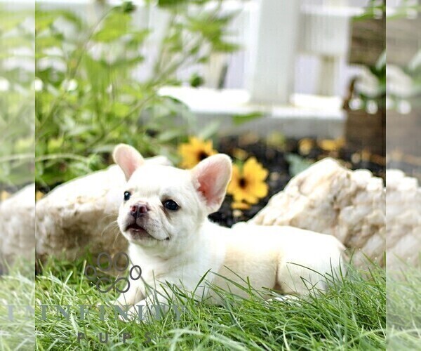 Medium Photo #4 French Bulldog Puppy For Sale in RONKS, PA, USA