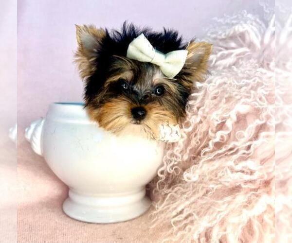 Medium Photo #9 Yorkshire Terrier Puppy For Sale in WEST PALM BEACH, FL, USA