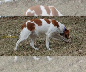 Mother of the Brittany puppies born on 05/20/2025
