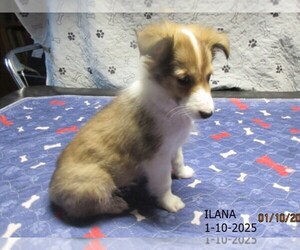 Shetland Sheepdog Puppy for sale in SOLON, ME, USA