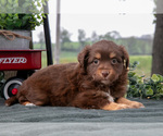 Small Photo #21 Miniature Australian Shepherd Puppy For Sale in CHRISTIANA, PA, USA