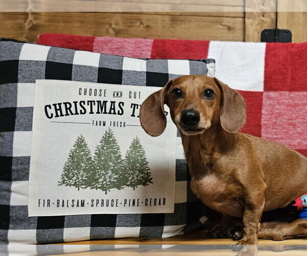 Medium Photo #4 Dachshund Puppy For Sale in Fruitland, SC, USA