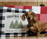 Small #3 Dachshund